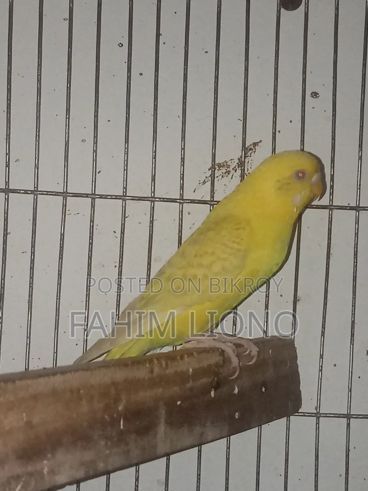 German Fallow Budgerigar Pair