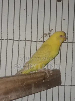 German Fallow Budgerigar Pair