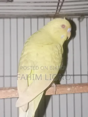 German Fallow Budgerigar Pair