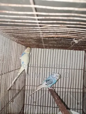 Dom Pied and Cw Pied Budgerigar Pair