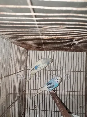 Dom Pied and Cw Pied Budgerigar Pair