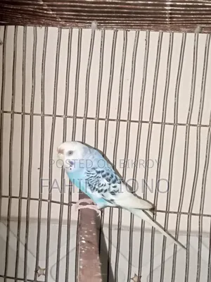 Dom Pied and Cw Pied Budgerigar Pair