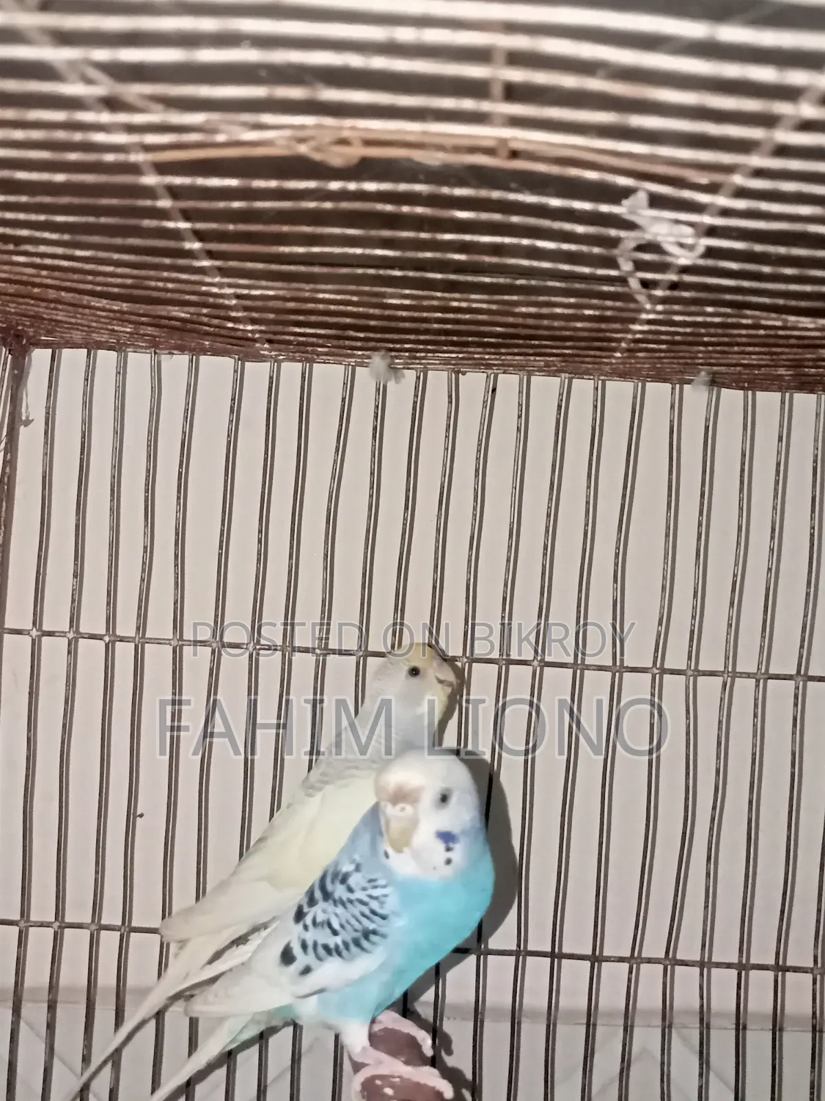 Dom Pied and Cw Pied Budgerigar Pair