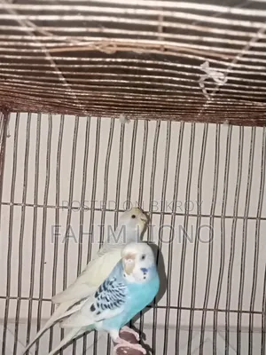 Dom Pied and Cw Pied Budgerigar Pair