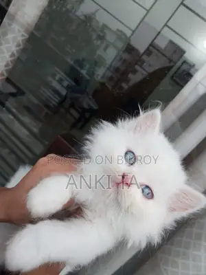 1-3 Months Female Purebred Persian