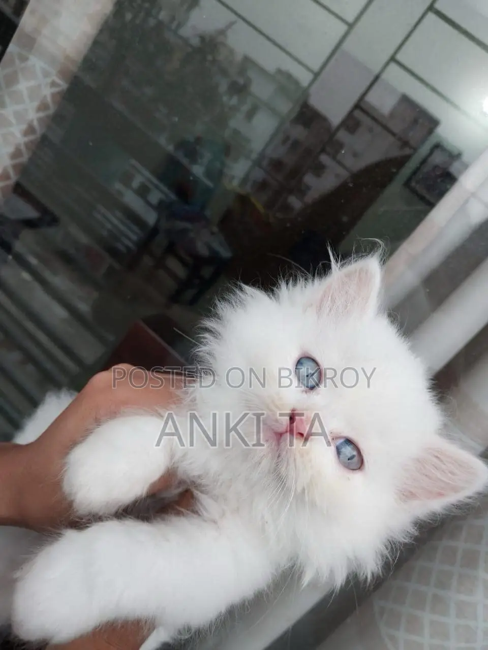 1-3 Months Female Purebred Persian