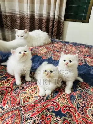 1-3 Months Female Purebred Persian