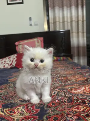 1-3 Months Female Purebred Persian