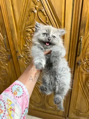 1-3 Months Female Purebred Persian