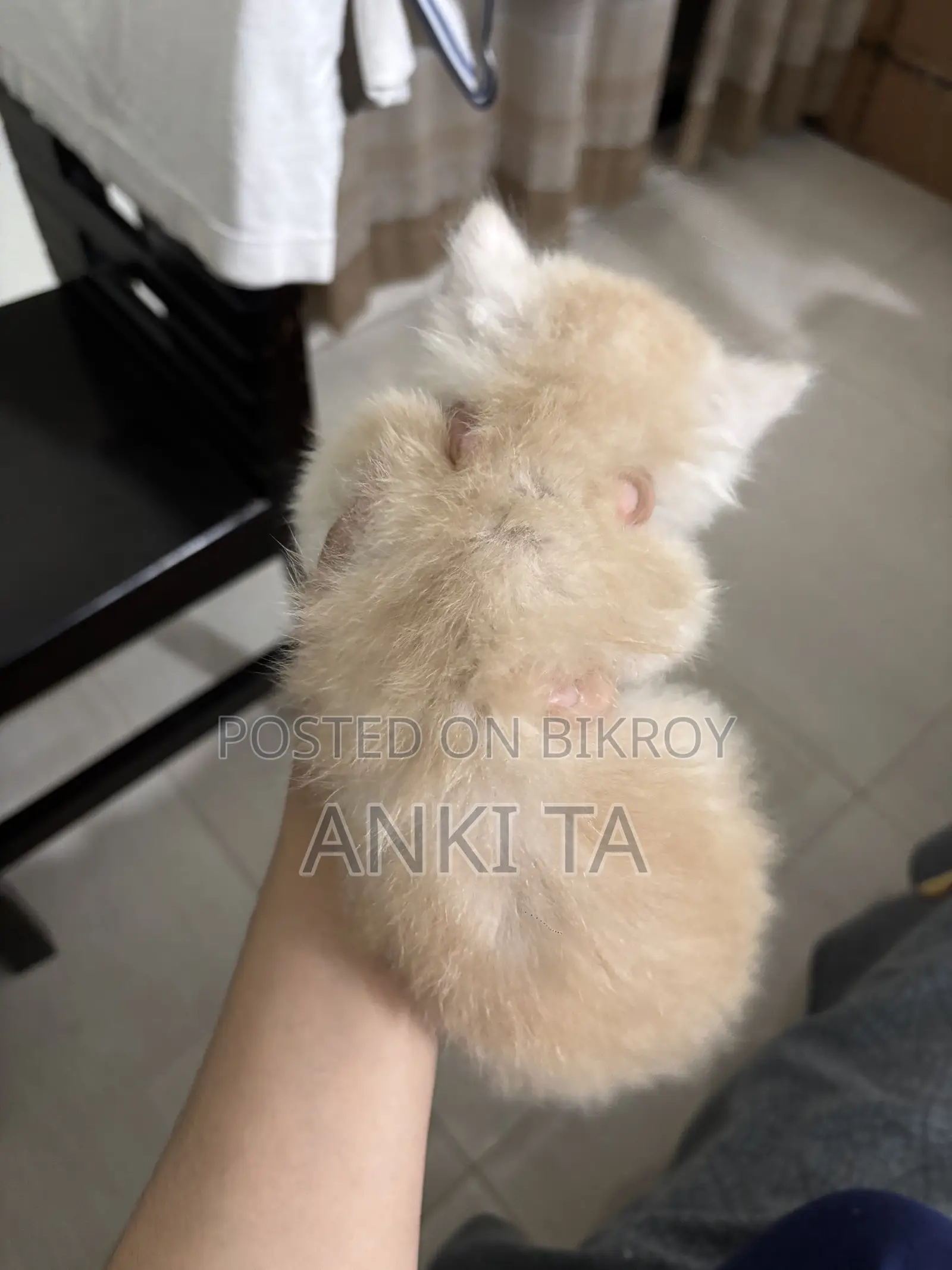 1-3 Months Female Purebred Persian
