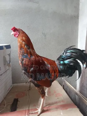 ক্রস মুরগি