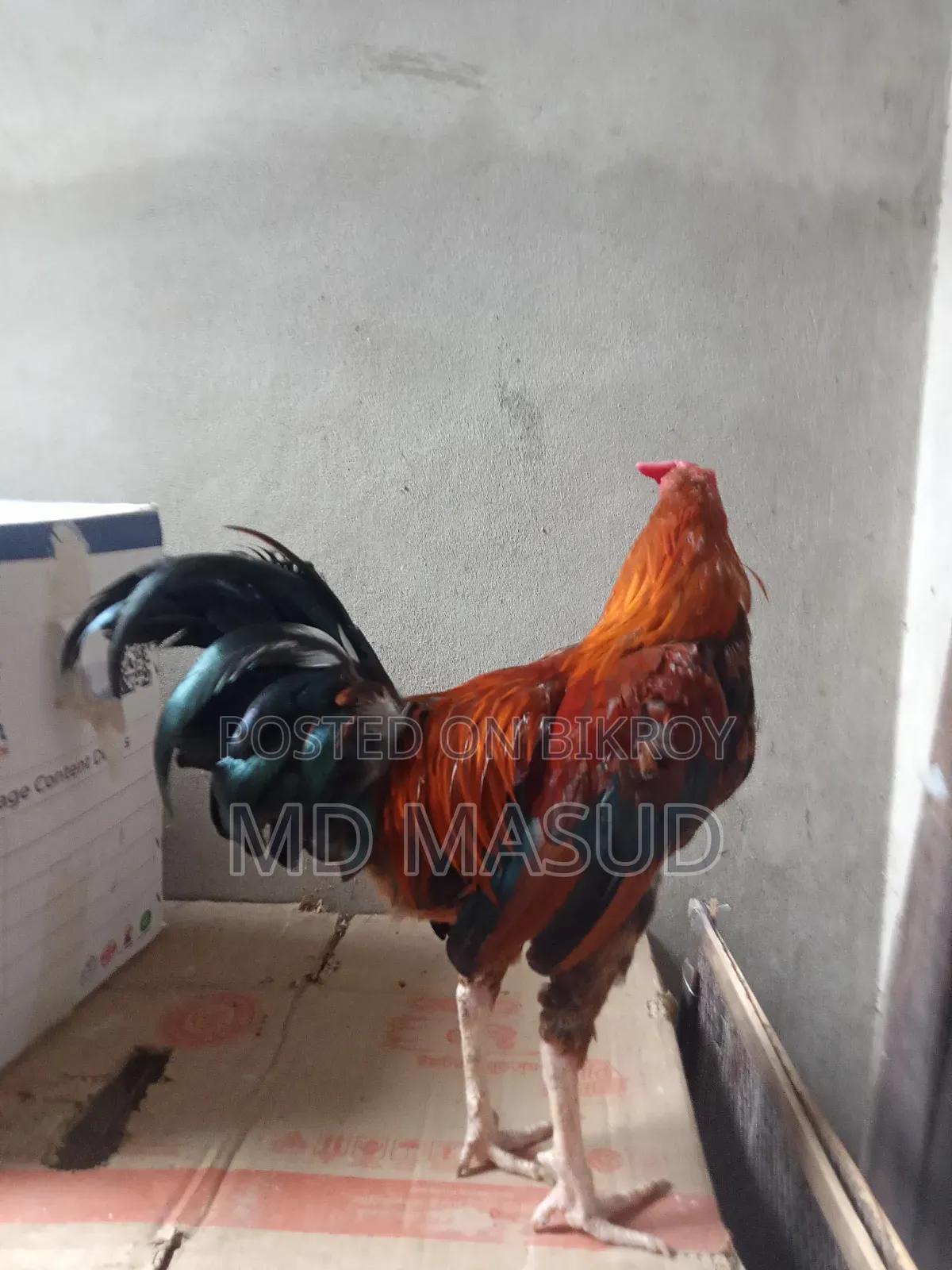 ক্রস মুরগি