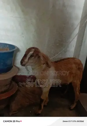 মহিলা ছাগল