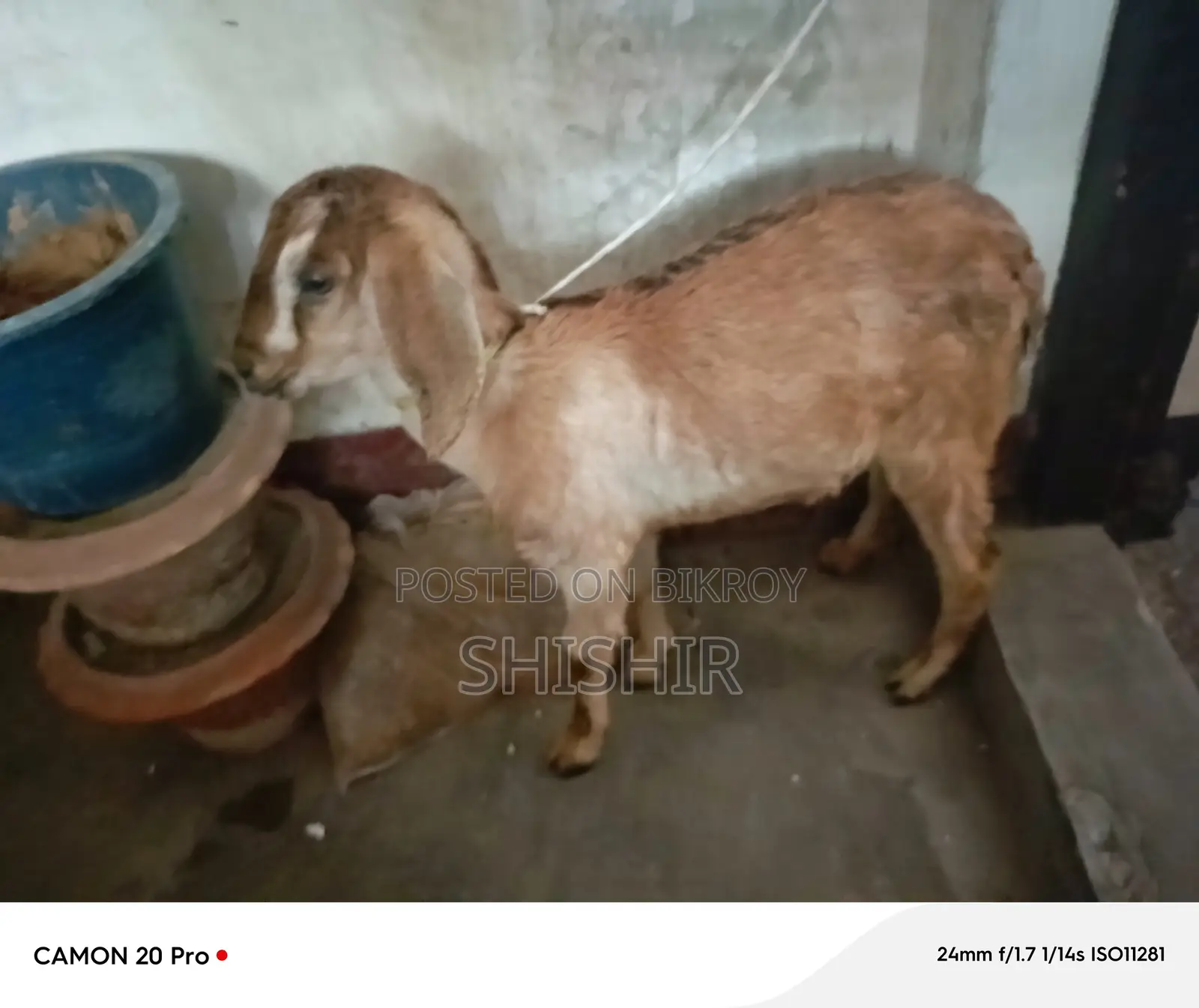 মহিলা ছাগল