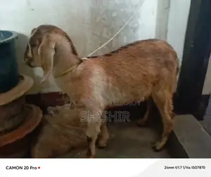 মহিলা ছাগল