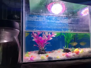 Aquarium Set For Sale