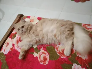 3-6 Months Male Purebred Persian