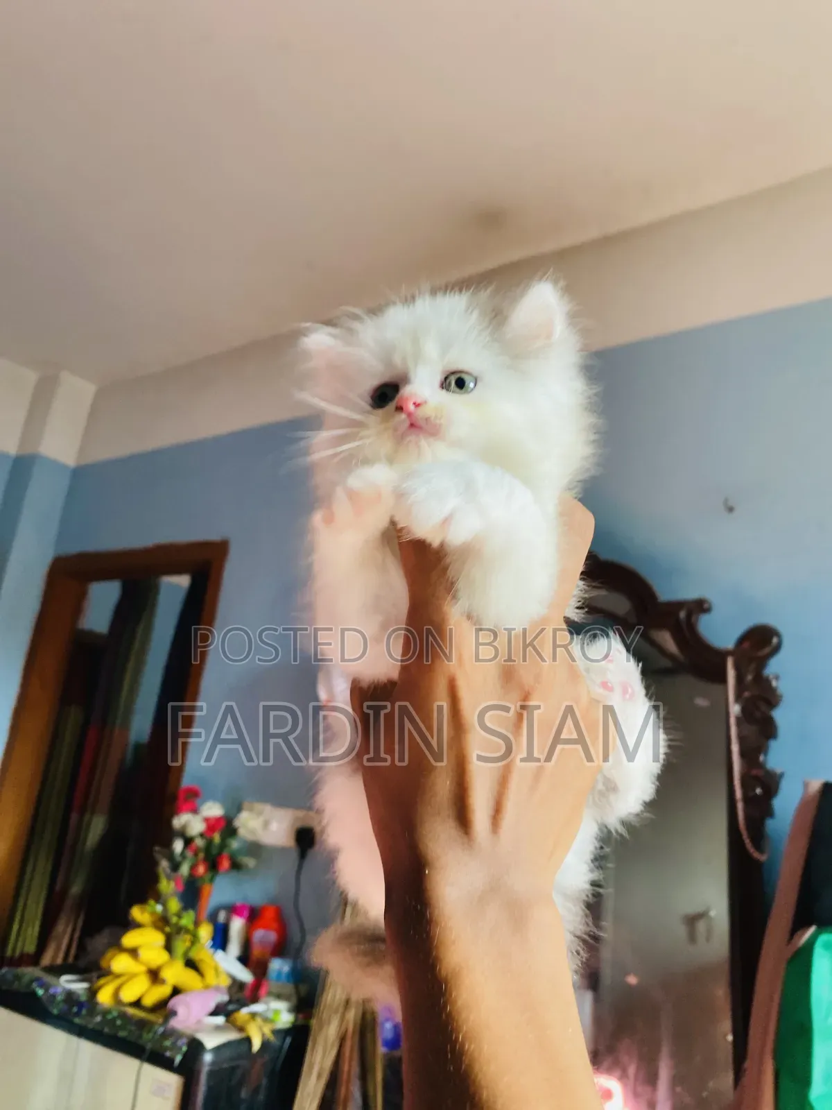 1-3 Months Male Purebred Persian