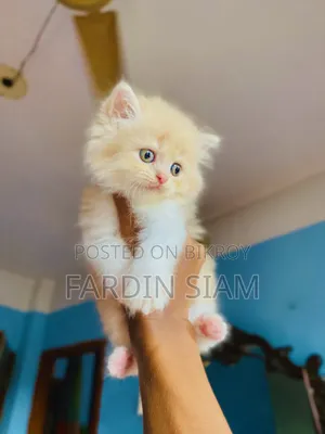 1-3 Months Male Purebred Persian