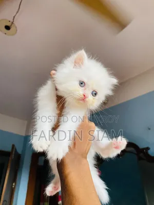 1-3 Months Male Purebred Persian