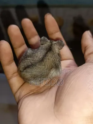 Hamster Family Available