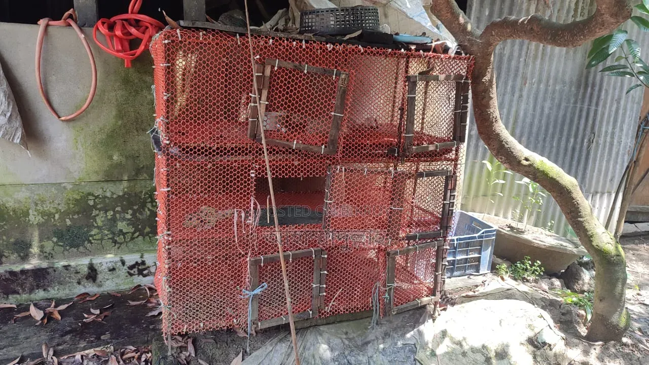 2 Quail Cages (Wood + Iron)