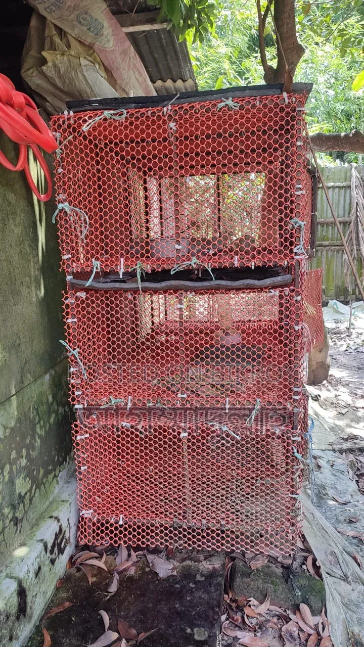 2 Quail Cages (Wood + Iron)