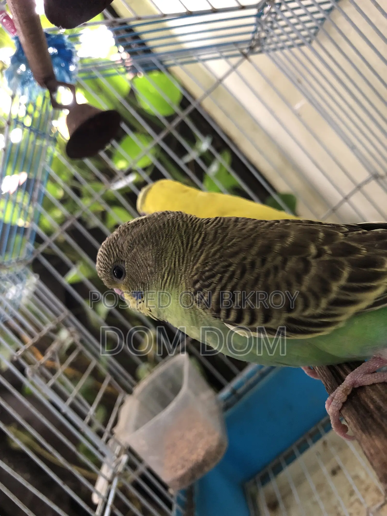 ১ জোড়া বেবি বাজিগার পাখি