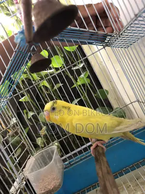 ১ জোড়া বেবি বাজিগার পাখি