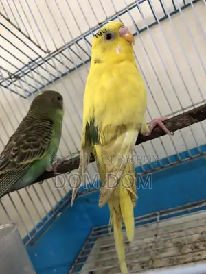 ১ জোড়া বেবি বাজিগার পাখি
