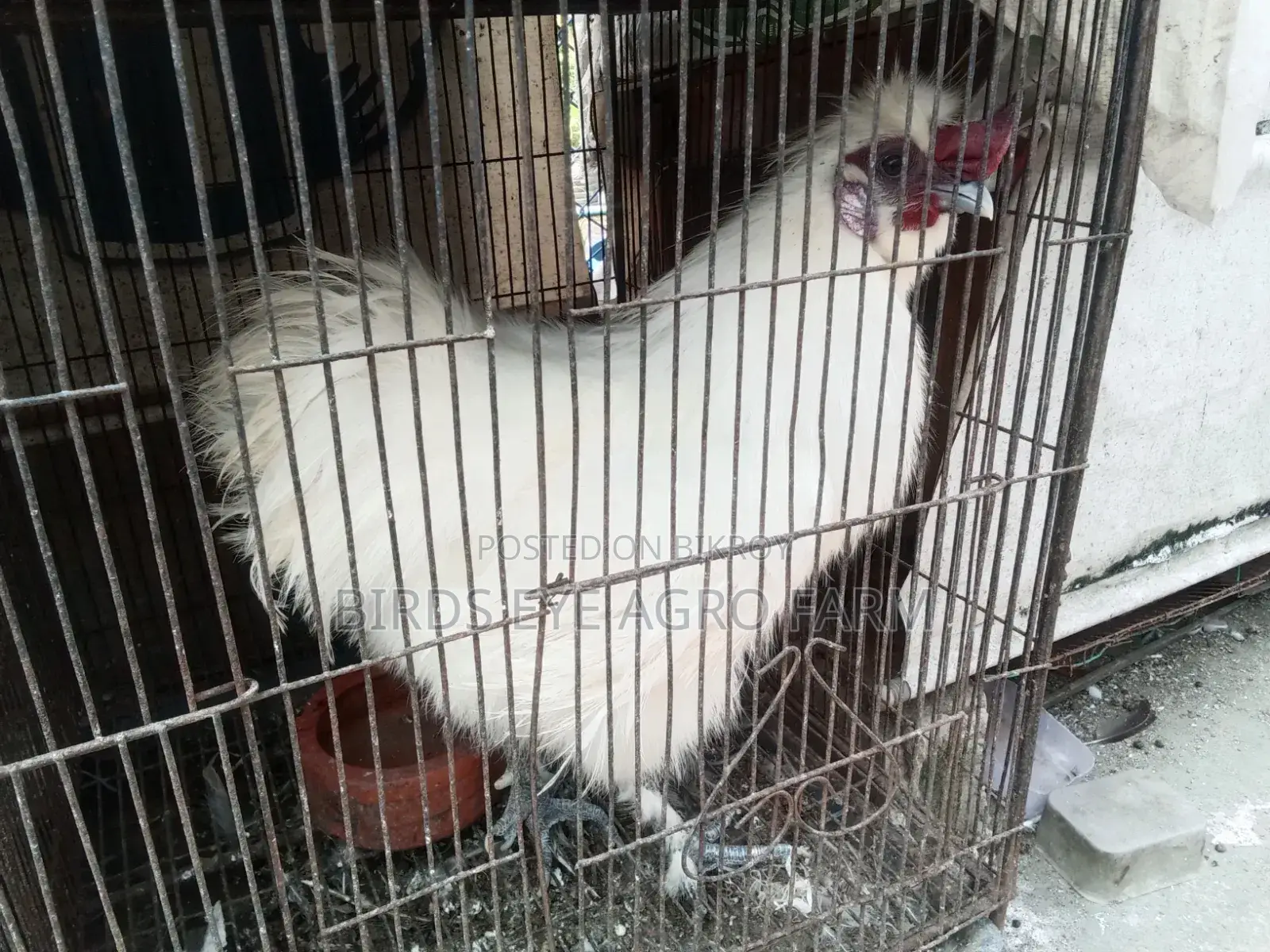 Silkie chicks for sale