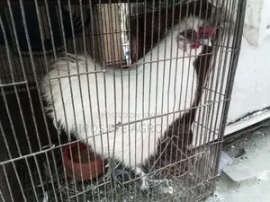 সিল্কি বাচ্চা বিক্রি হবে