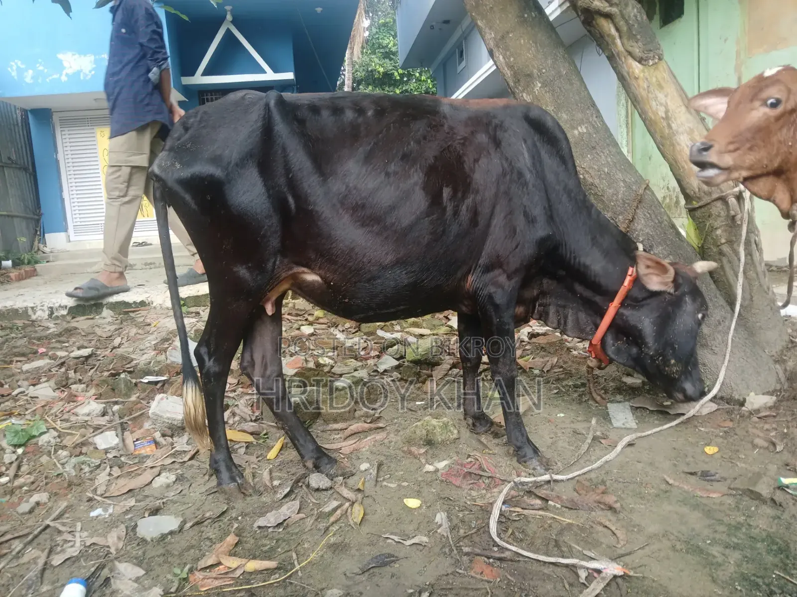 গাভী গরু একটি
