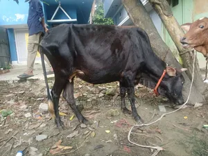 গাভী গরু একটি