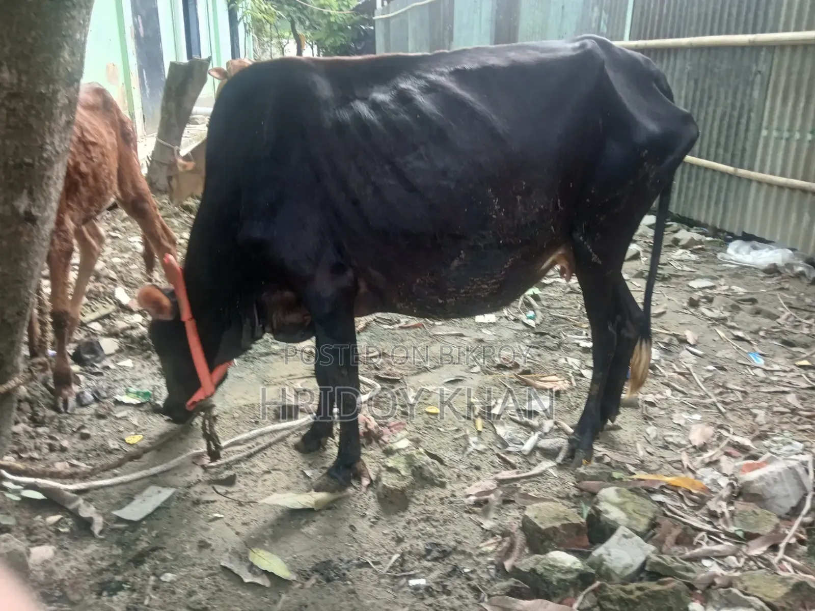 গাভী গরু একটি