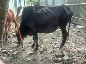 গাভী গরু একটি