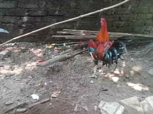 ক্রস মোরগ