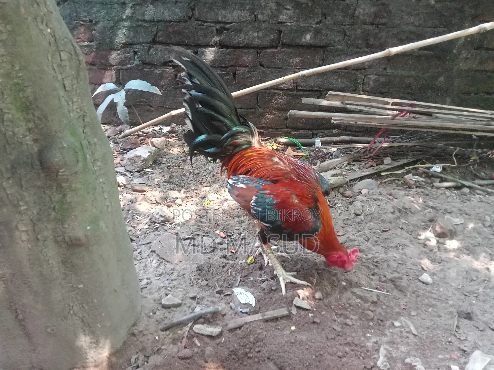 ক্রস মোরগ