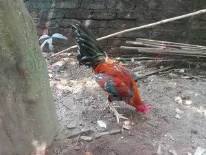 ক্রস মোরগ