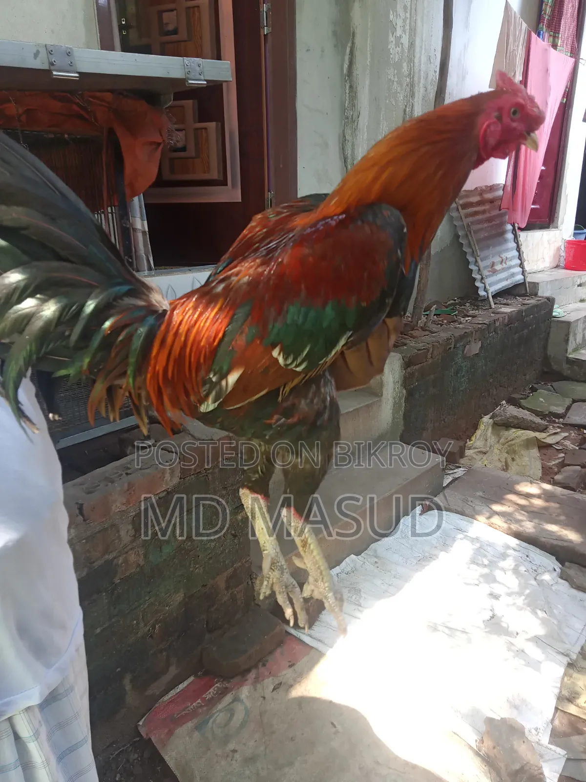 ক্রস মোরগ
