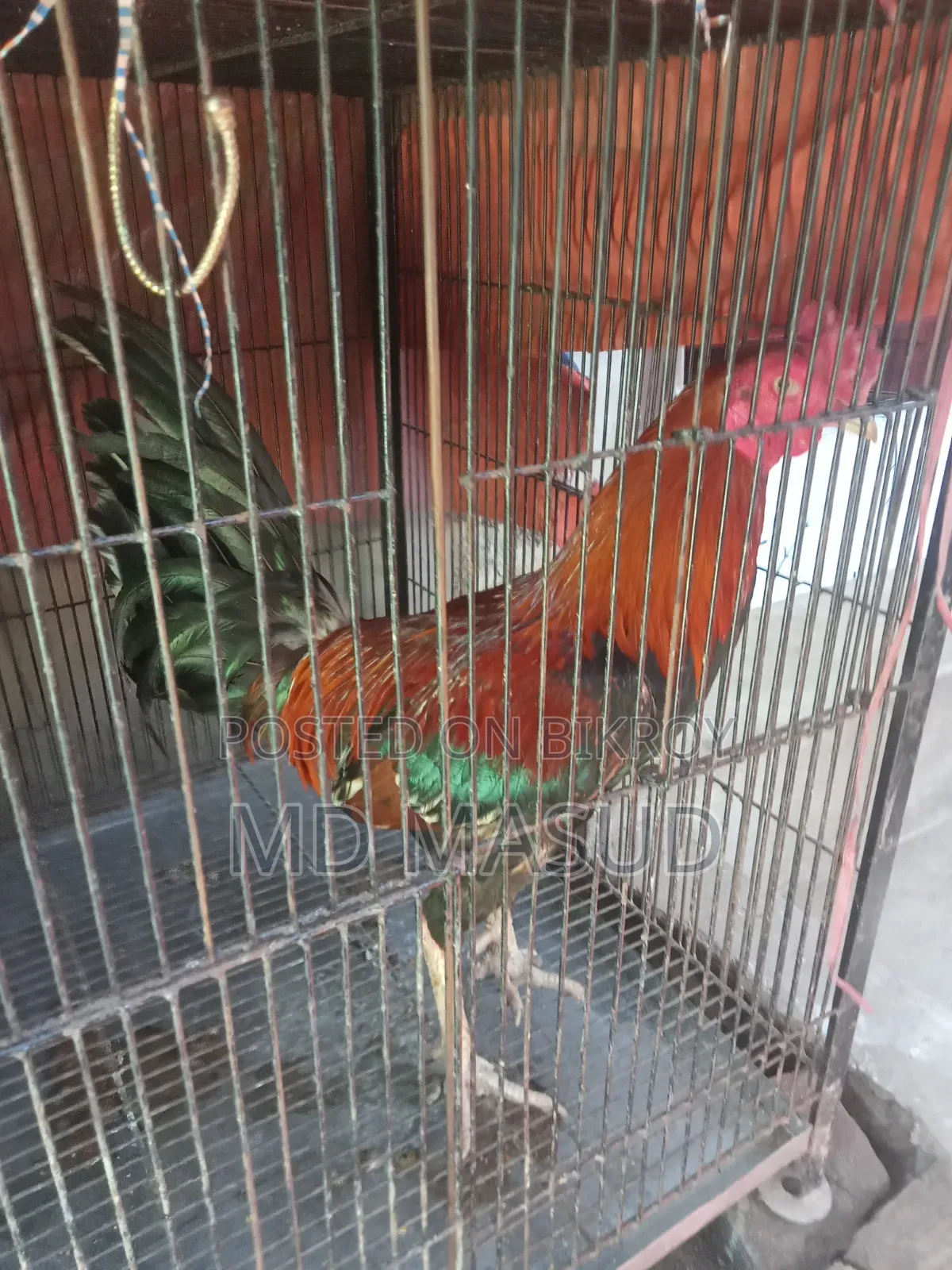 ক্রস মোরগ