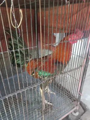 ক্রস মোরগ