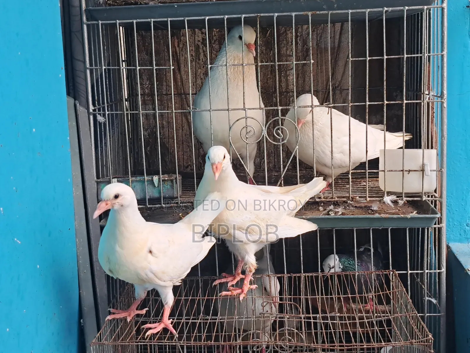 King Pigeon