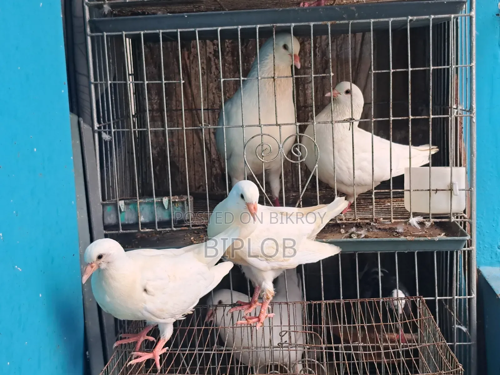 King Pigeon