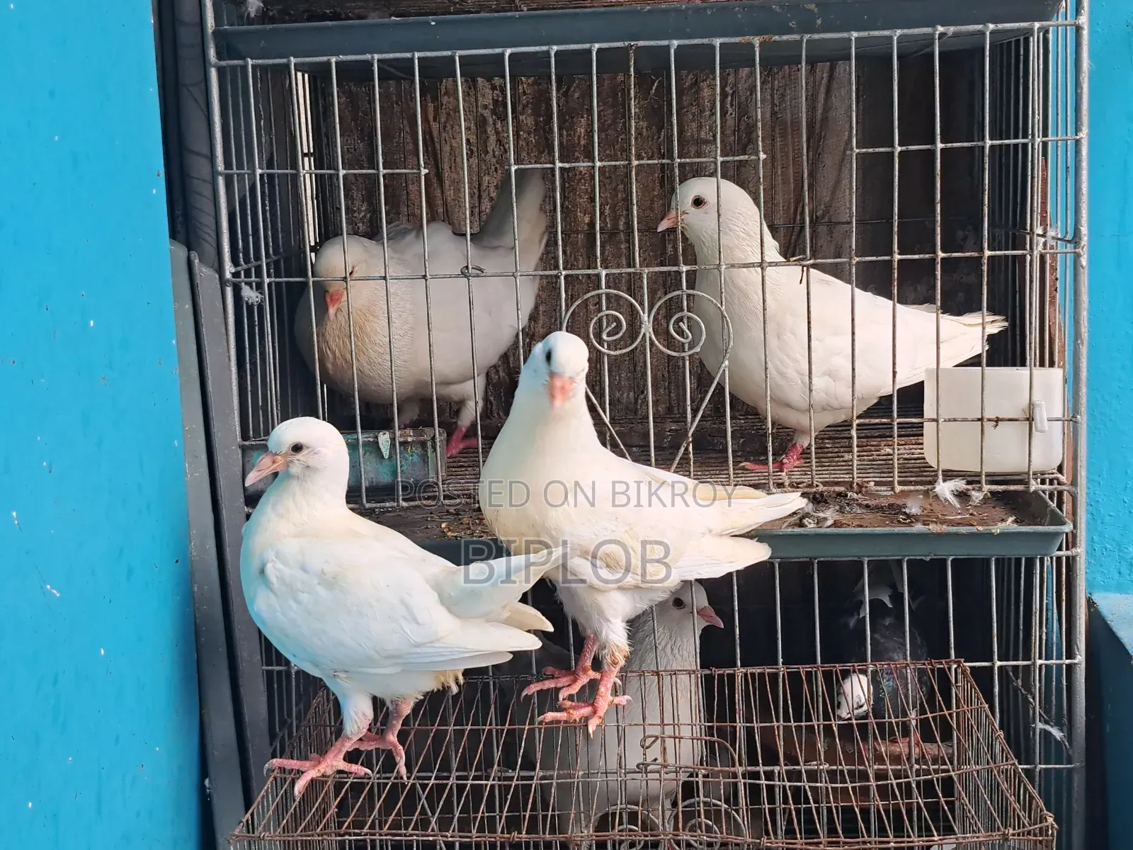 King Pigeon