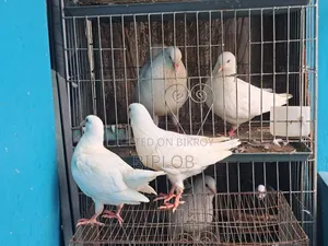 King Pigeon