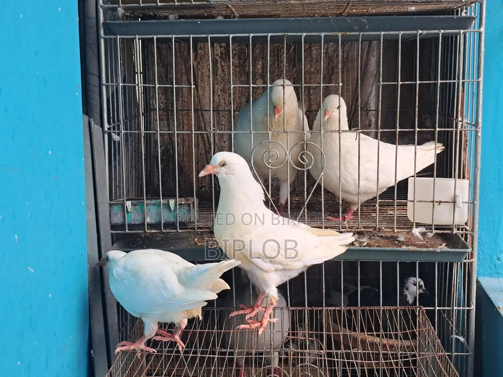 King Pigeon