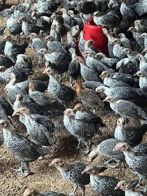 1.5 month old Fayoumi for sale