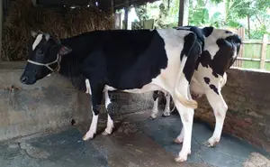 1243 No. 2 Cows for Sale.