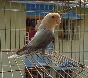 Pestal Blue Opline Love Bird Adult Femail